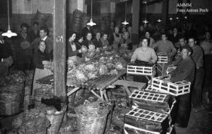 Preparació, al sindicat de pagesos, d´enciam per a l´exportació. Imatge del febrer de 1959.